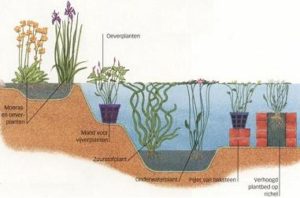 vijver ontwerpen: beplantingsplan