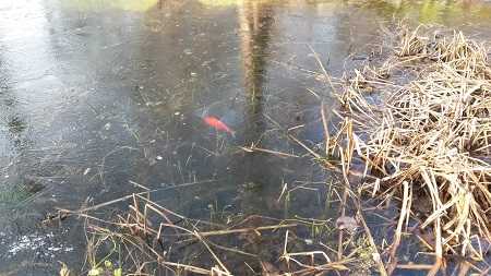 onderhoud vijver herfst en winter: bevroren vijver