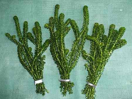 bosjes zuurstofplanten