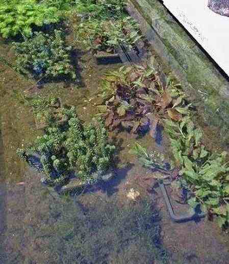 Zuurstofplanten in een heldere vijver