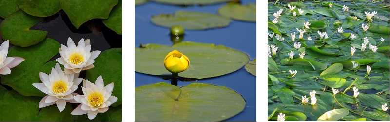 waterlelies en lelie-achtige planten