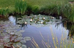 Voorbeeld van een natuurlijke vijver: de overgang van land naar water wordt gevormd door moerasplanten