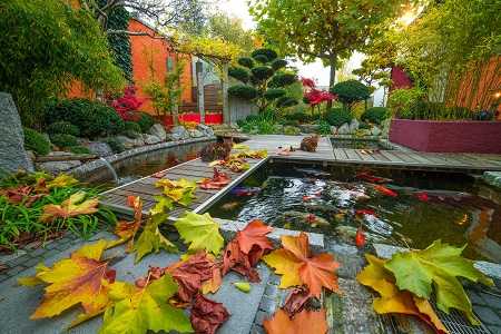 onderhoud vijver herfst