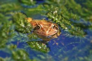 onderhoud vijver lente: in het voorjaar komt de vijver weer tot leven.