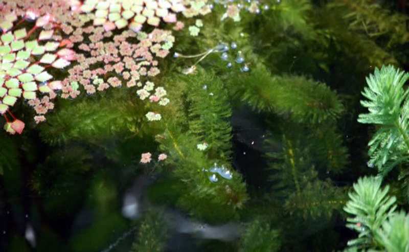 Onderhoud van waterplanten en zuurstofplanten vijver