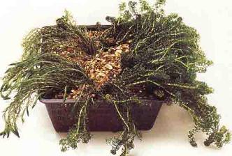 Zuurstofplanten vijver in plantmand - onderhoud van waterplanten