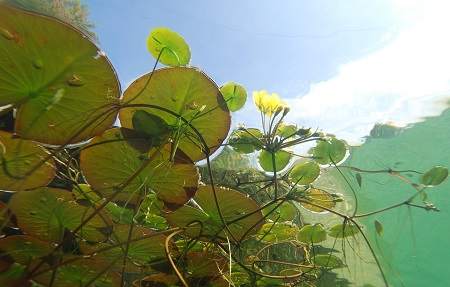 waterplanten vijver