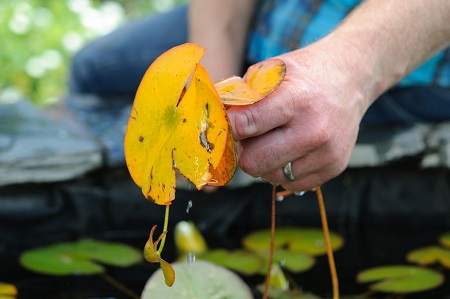 Onderhoud van waterplanten: waterlelie snoeien