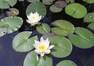 Witte waterlelie
