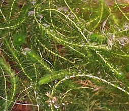 zuurstofplanten houden een vijver helder