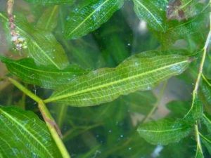 groei van zuurstofplanten verbeteren - glanzend fonteinkruid