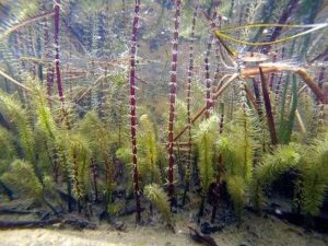 zuurstofplanten vijver voorjaar