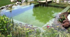 onderhoud zwemvijver - vijver met plantenfilter